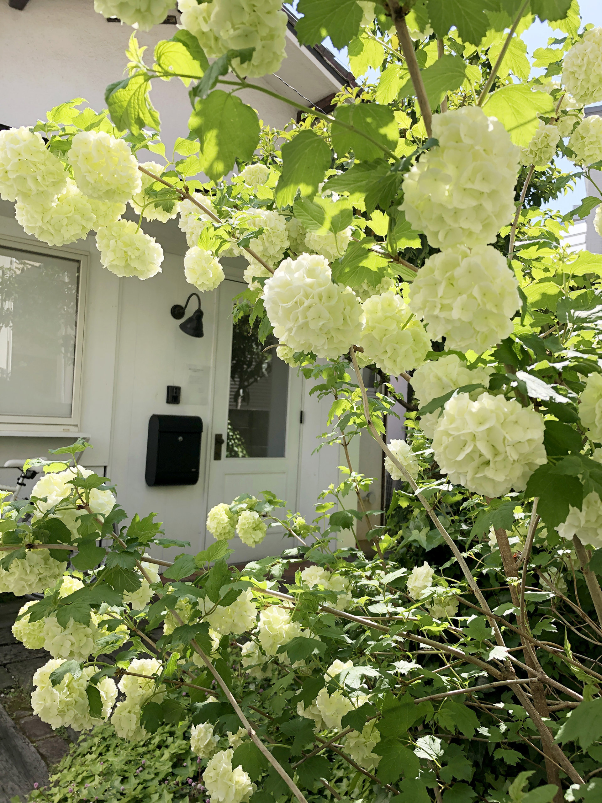 家と庭がつながるインテリア 花 スタッフブログ 北欧スタイル注文住宅のフーセット
